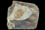 Ordovician Foulonia Trilobite - Zagora, Morocco #105798-1